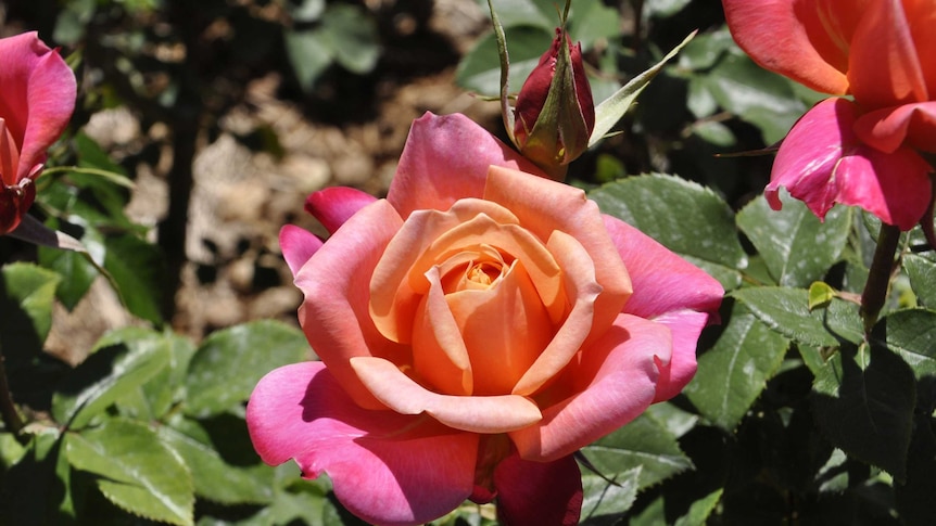 The Governor's Wife rose