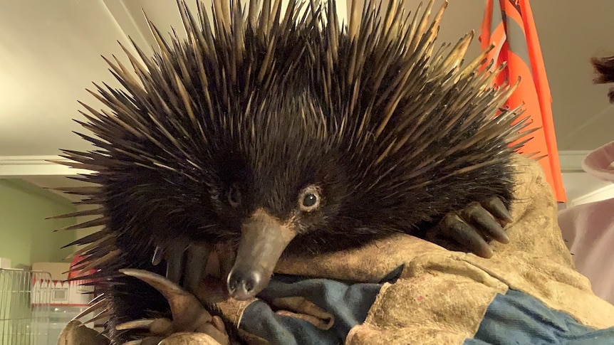 A close of shot of "Toasted" the echidna who hitch hiked a ride on a car's engine block