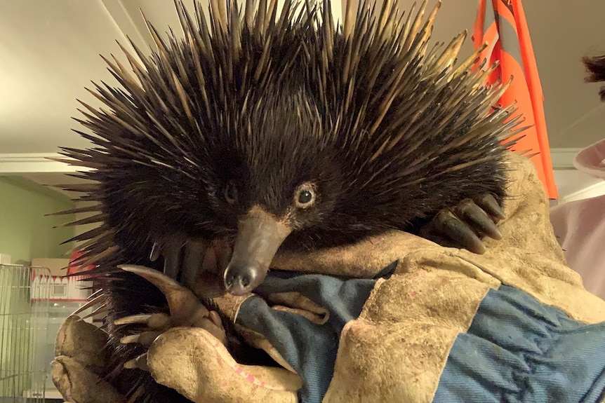 A close of shot of "Toasted" the echidna who hitch hiked a ride on a car's engine block