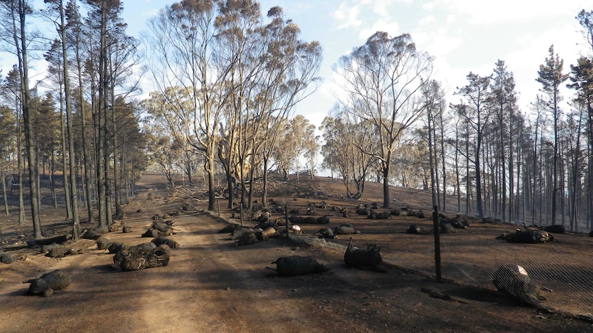 Dead livestock in the aftermath of the Bangor fire