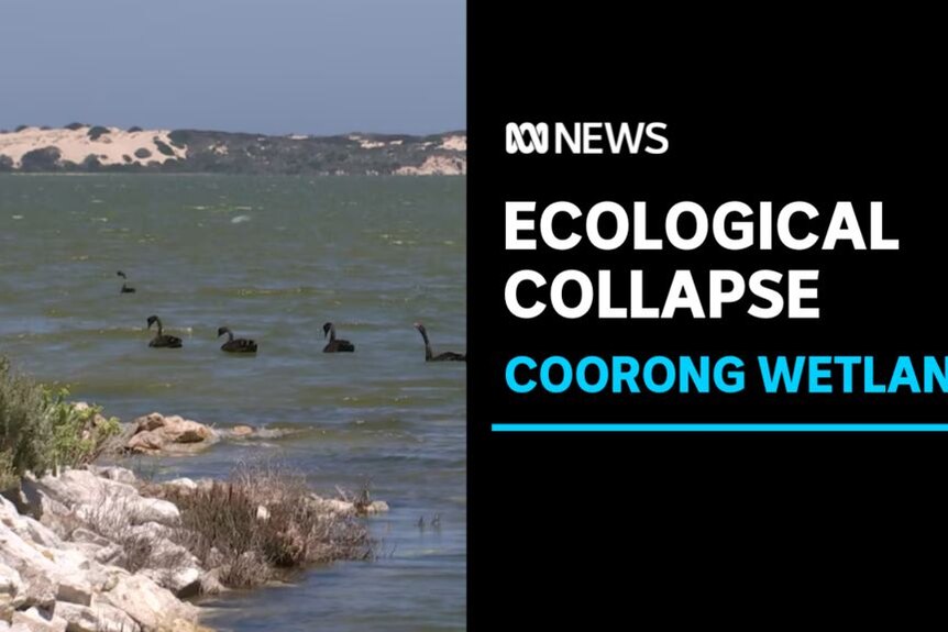 Ecological Collapse, Cooring Wetlands: A windswept lagoon with black swans floating on the water.