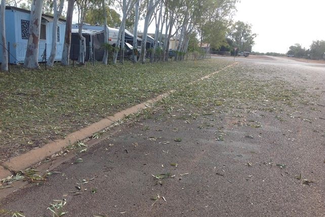 leaves covering road gutter