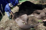 A keeper tends to an elephant lying on the ground.