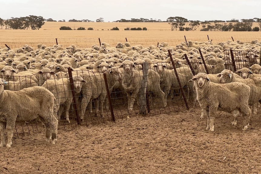 Un prado lleno de ovejas