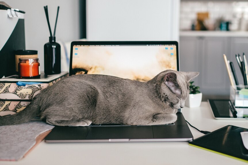 A grey short-hair cat sits on an open laptop on a home office desk.