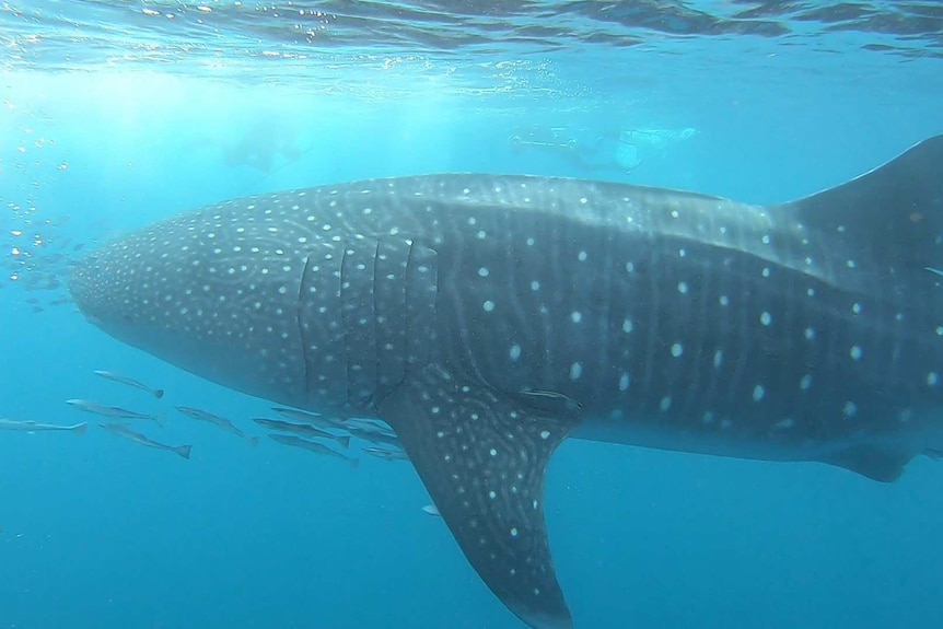 A large whale shark swims alongside much smaller fish off the West Australian coast, near Exmouth.