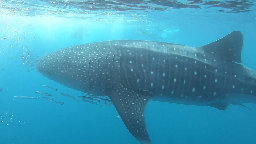 A large whale shark swims alongside much smaller fish off the West Australian coast, near Exmouth.