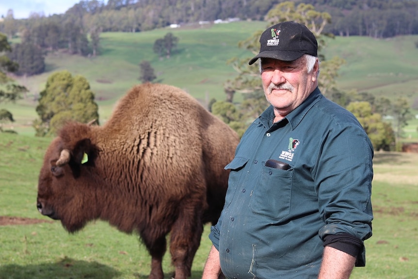 Two American Bison Bulls standing together in a green paddock