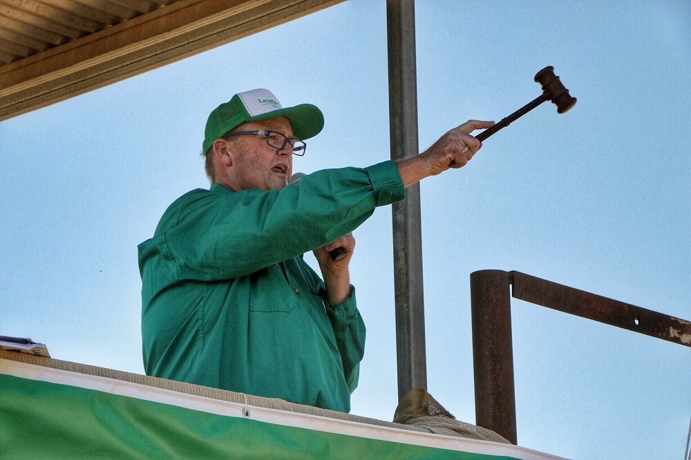 Record breaking Fitzroy Crossing bull sale signals confidence in cattle