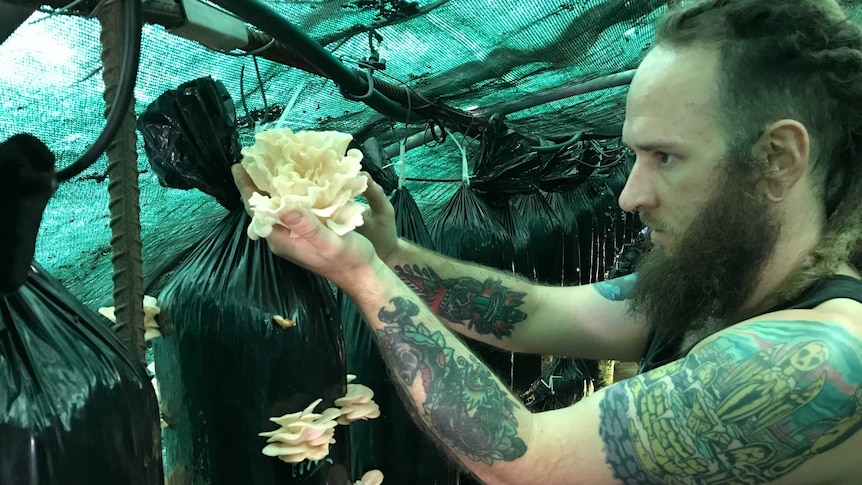 Cupping oyster mushroom