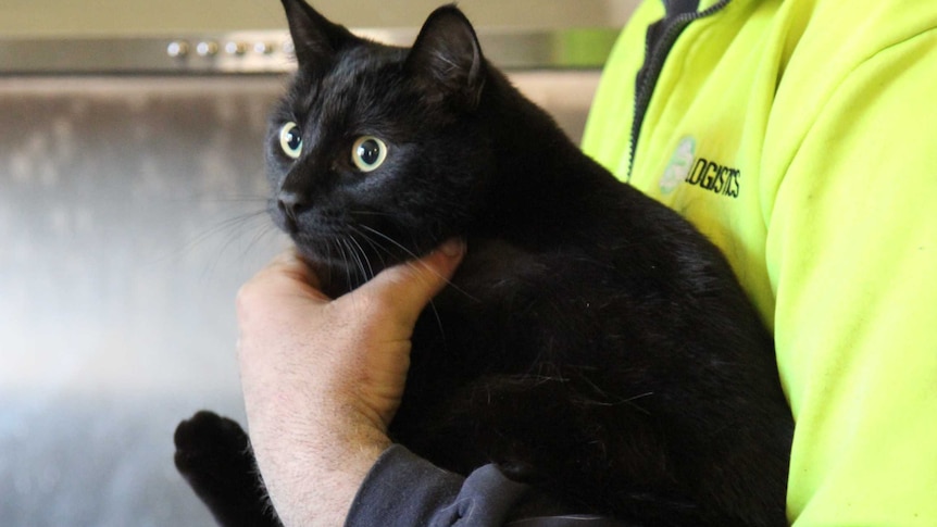 A black cat in a man's arms. In the background is a stove, which the cat set on fire.