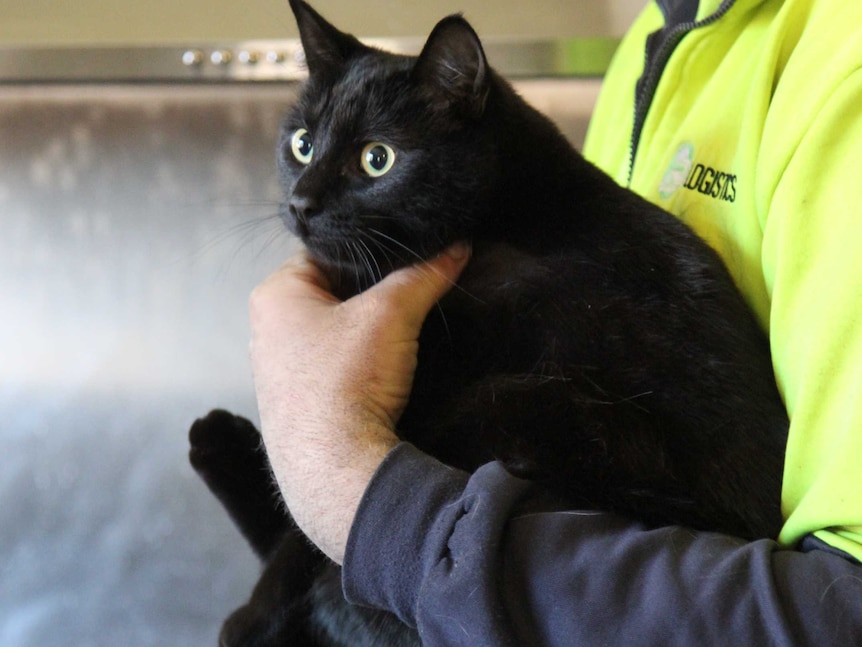 A black cat in a man's arms. In the background is a stove, which the cat set on fire.