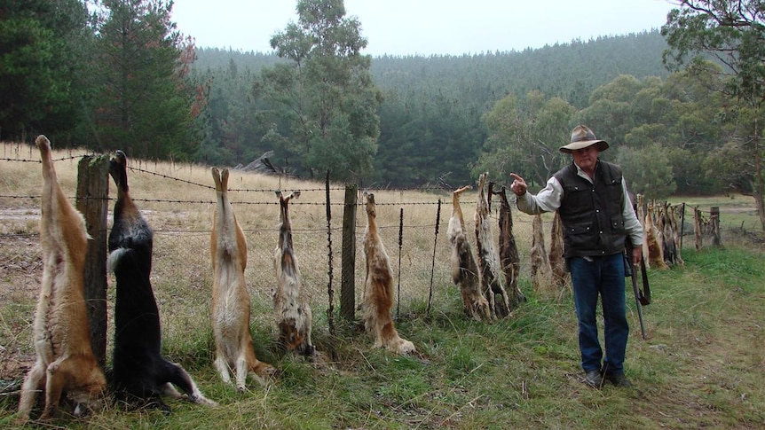 Wild dogs. Landcare head Robert Belcher with long fence line of dead wild dogs in S/E Australia.