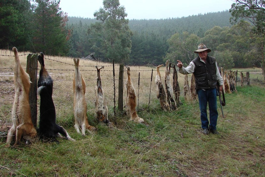 Wild dogs. Landcare head Robert Belcher with long fence line of dead wild dogs in S/E Australia.