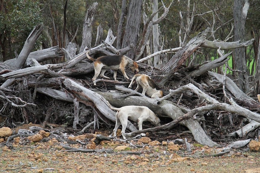 Hounds looking for a fox