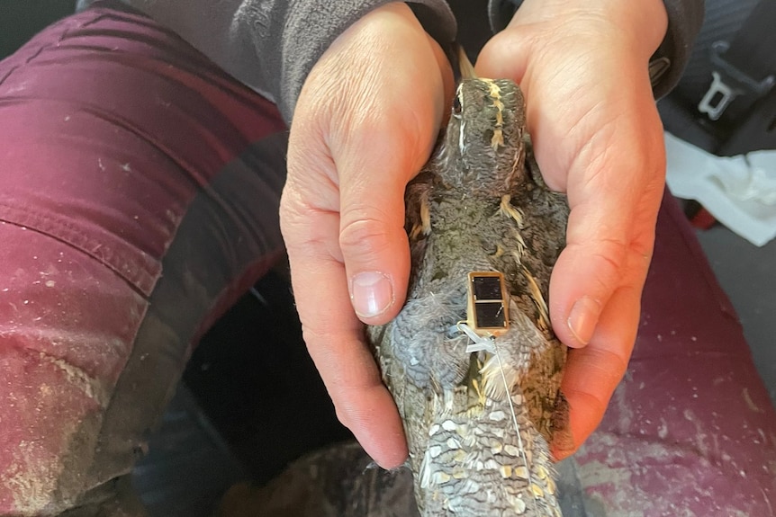 A person cradles a small bird in both hands, the bird has a small solar pored tracker on its back.