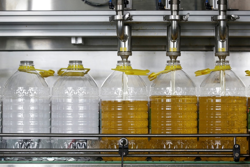 Large bottles of yellow cooking oil being filled at a factory.