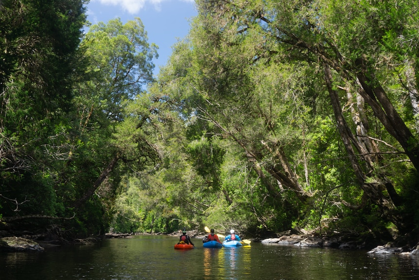 Three kayakers on a river surrounded by wilderness. 