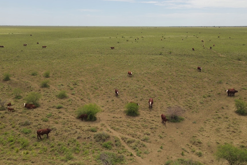 an aerial wide photo of a sprawling green paddock with brown cows dotted around on the grass