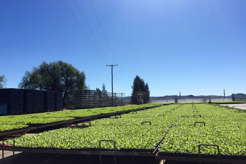 Lettuce seedlings being watered at Story Fresh just outside Cambooya on the Darling Downs.