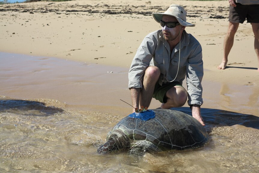 A man at a beach shore releases a large sea turtle with an antennae into the ocean.