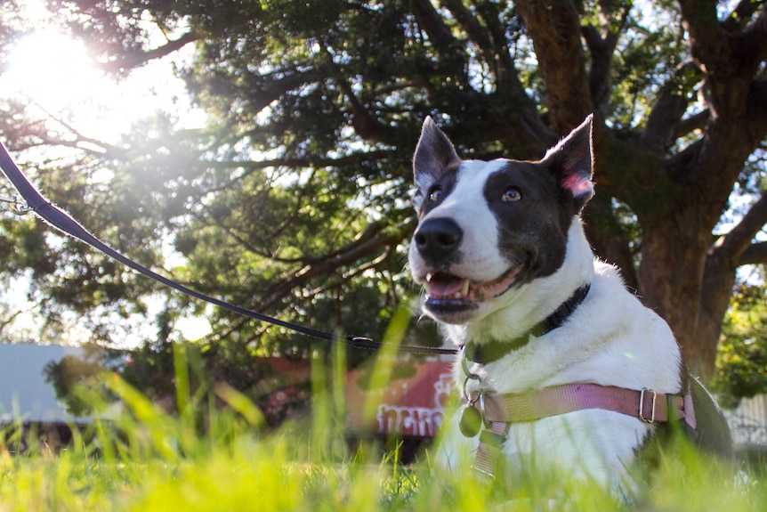 Dog lies on grass with sunshine behind it.