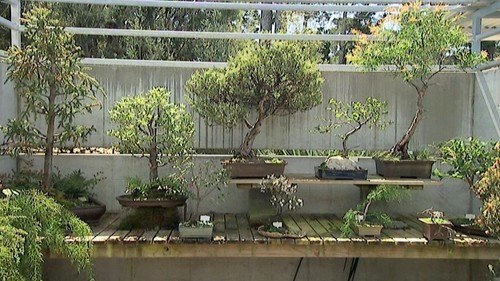 Native Bonsai - Gardening Australia