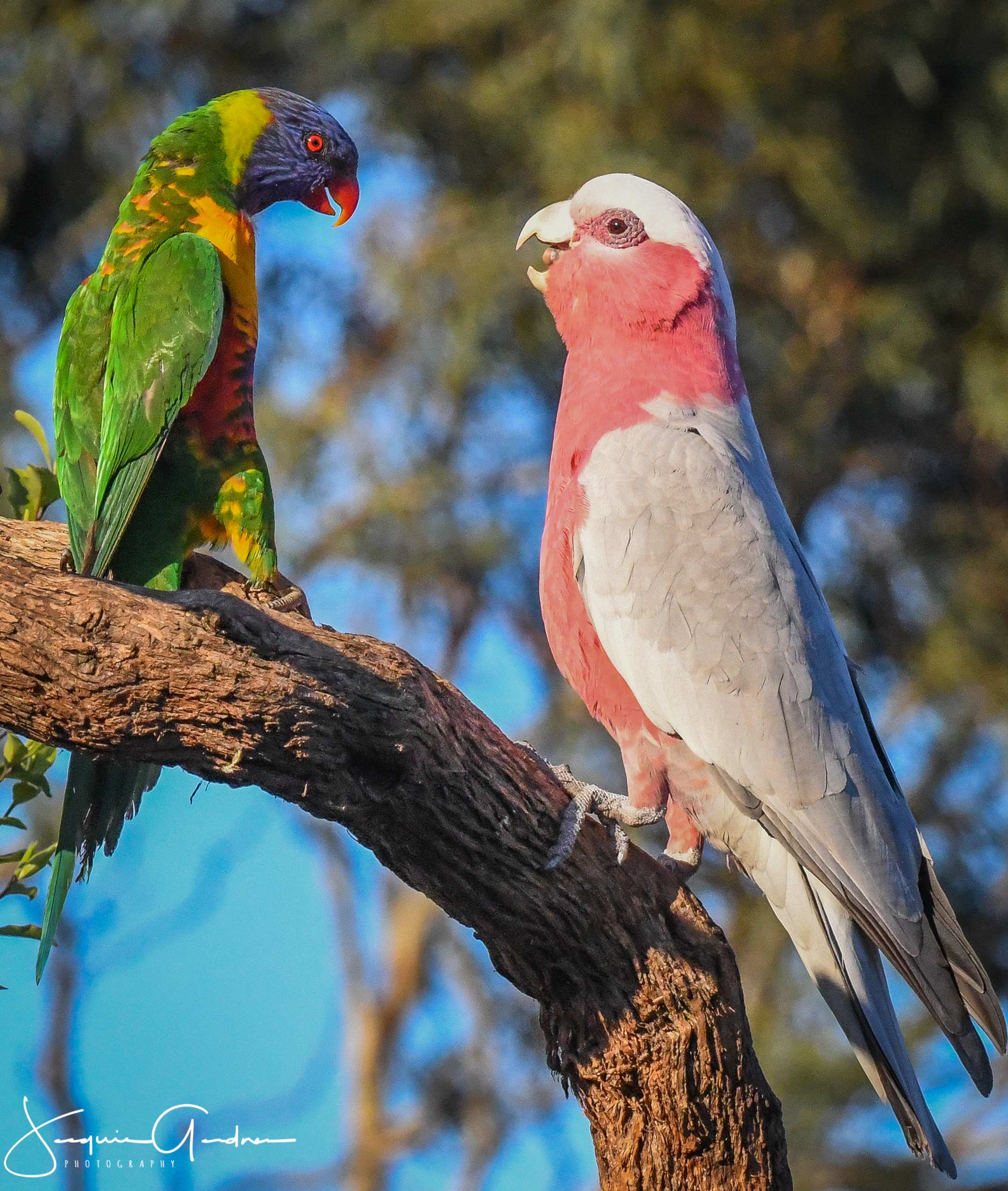 Picture of a lorikeet and a galah