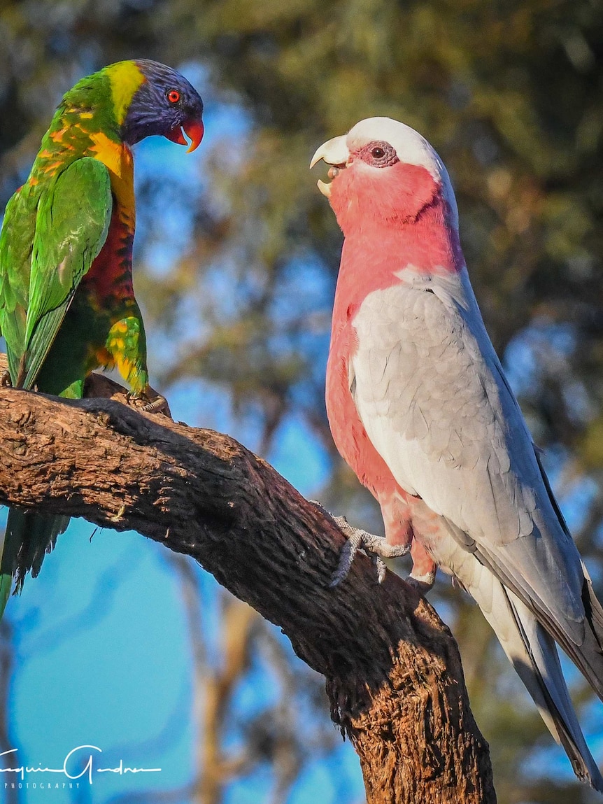 Picture of a lorikeet and a galah