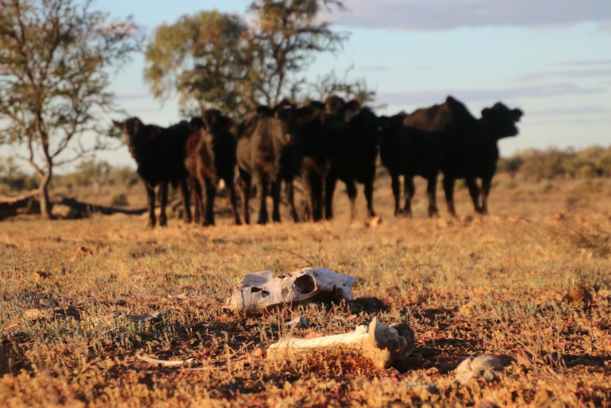 Cow's skull and bones lie on near bare ground, as skinny cows look on under mulga trees, Queensland.
