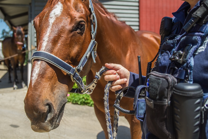 Each of the police men prepare the horse before each event and are saddled once they get to their location.