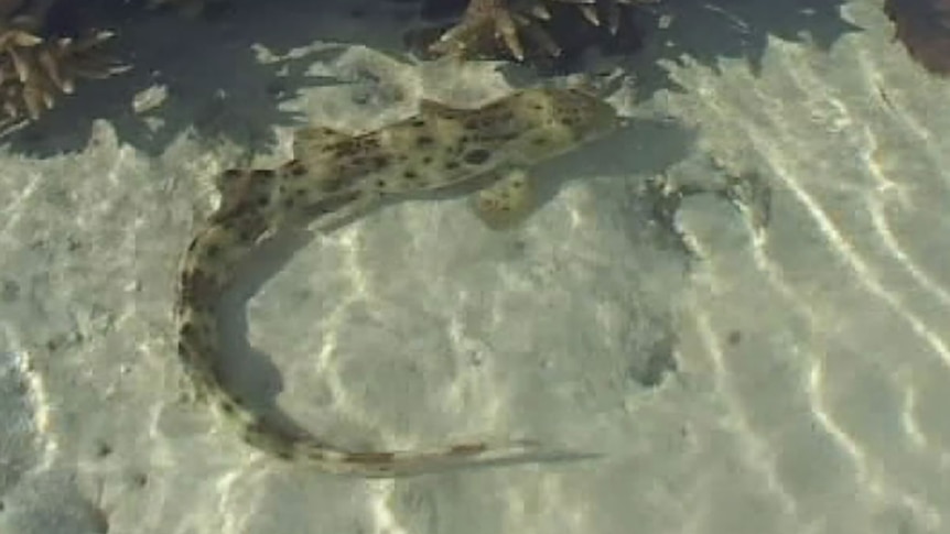 Epaulette sharks are unique in their ability to thrive in changing ocean conditions.