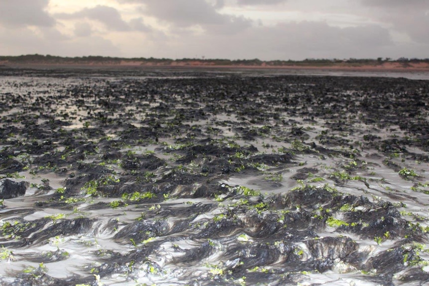 Blue-green algal blooms at Roebuck Bay