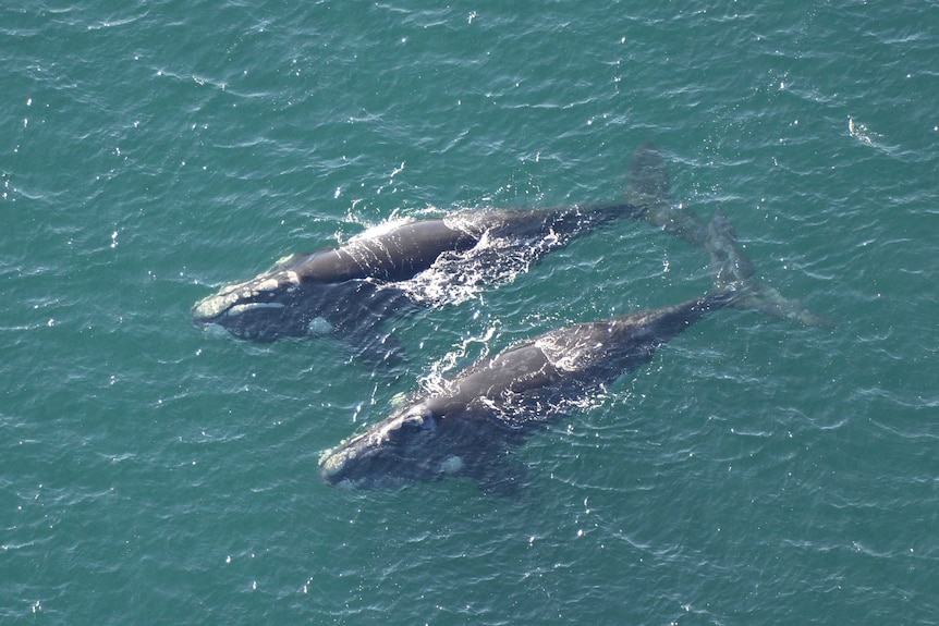 A bird's eye view of two southern right whales swimming.