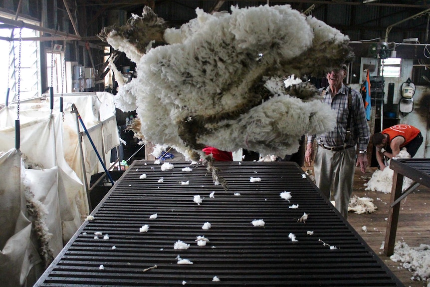 Merino wool tossed in the air at a wool shed in Victoria.