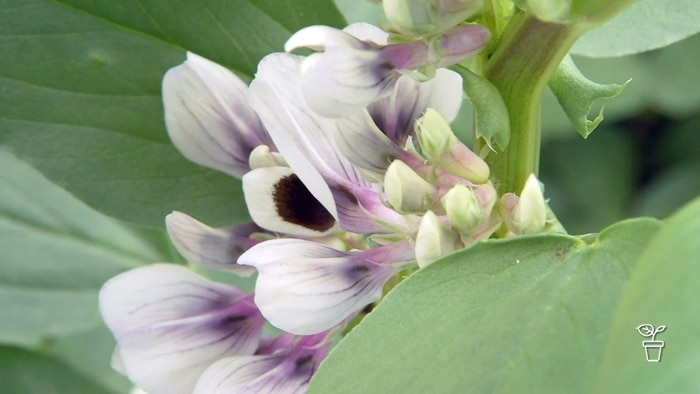 Close up image of broad bean flowers on a plant