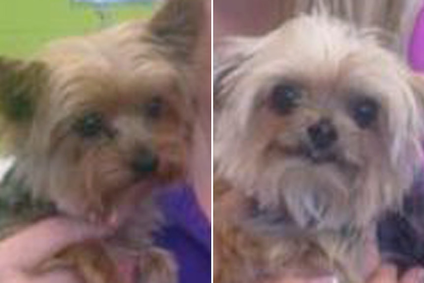 Johnny Depp's Yorkshire terriers Boo and Pistol at Happy Dogz groomers on the Gold Coast.