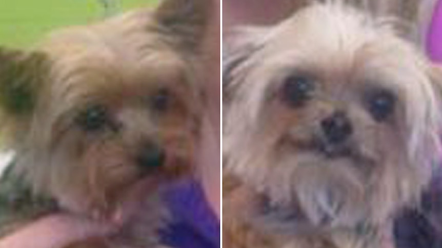 Johnny Depp's Yorkshire terriers Boo and Pistol at Happy Dogz groomers on the Gold Coast.