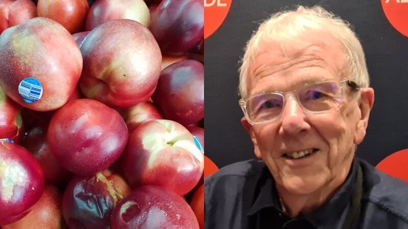 man with grey hair and close up of red/purple stone fruit 