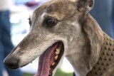 Close up of a greyhound.