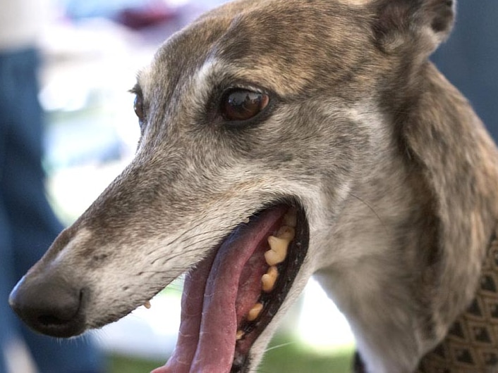 Panting greyhound.