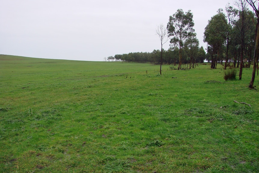 Surviving plantations and land cleared to pasture
