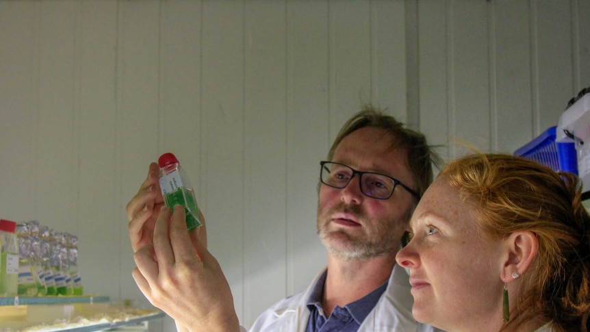 Two scientists in lab coats, one woman and one man, look at a vial of blue-green algae. It is from the Murray-Darling basin.