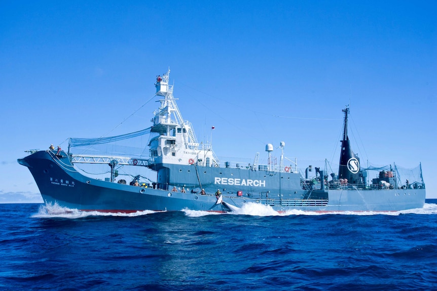 Japanese whaling ship Yushin Maru 2 tows minke whale