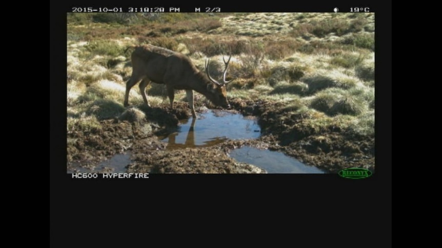 Feral deer captured causing environmental damage