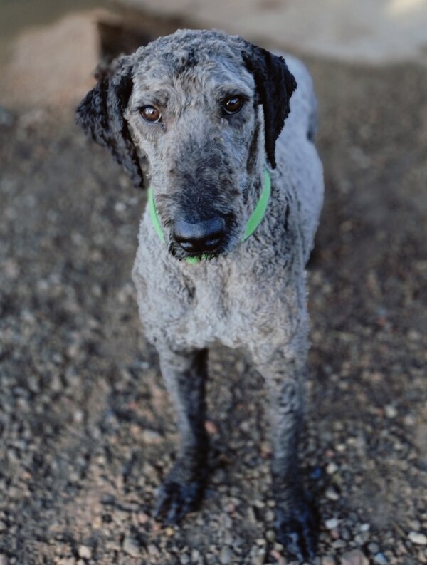 RSPCA Finds Carers For More Than 250 Dogs Surrendered By Breeder ...