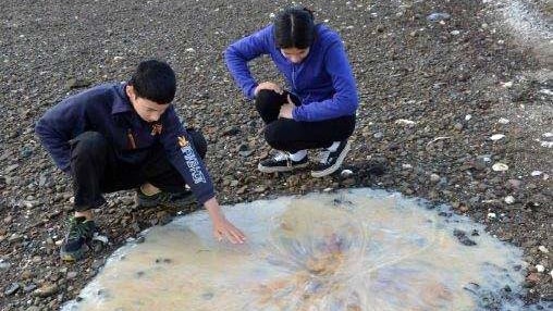 Two people look at giant jellyfish on Howden beach south of Hobart.