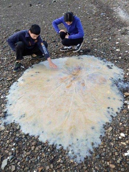 Two people look at giant jellyfish on Howden beach south of Hobart.