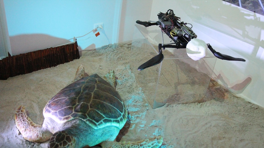 Animatronic turtles from the film Nim's Island