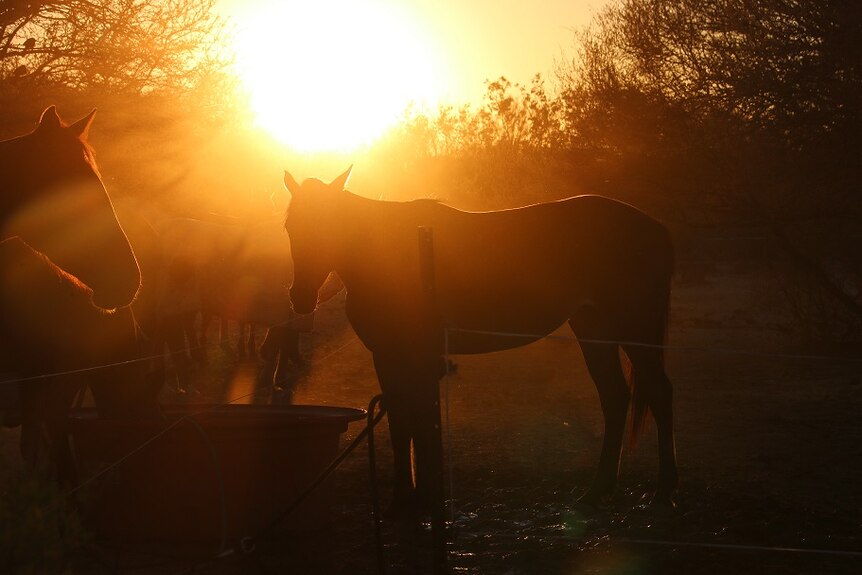 A horse drinks at sun set